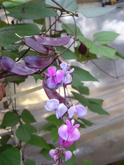 Lablab Purpureus 10 Seeds Hyacinth Bean Dolichos Vine The Plant