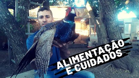 Alimentação e cuidados que você precisa ter os filhotes de PAVÃO e