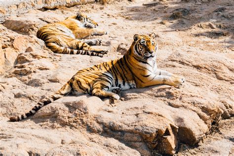 Gratis Afbeeldingen Dier Wildlife Dierentuin Vacht Fauna Grote