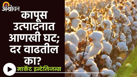 Cotton Market कापूस उत्पादन अंदाजात ८५० लाख गाठींची कपात Agrowon Youtube