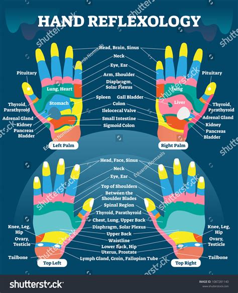 Hand Reflexology Massage Therapy Medical Vector Stock Vector Royalty Free 1087281140