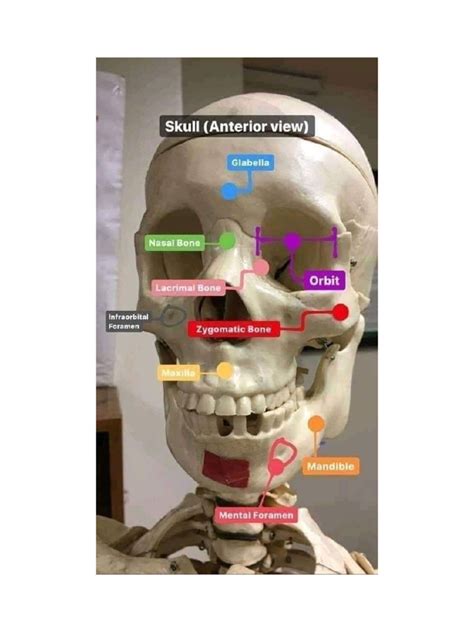 Bones With Landmarks | PDF