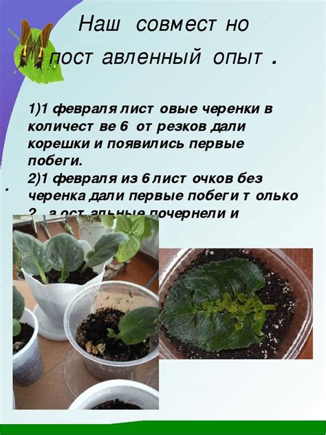 Как размножать фиалку в домашних условиях: укоренение листочка, посадка ...