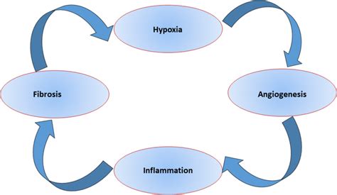 Link Among Hypoxia Angiogenesis Inflammation And Liver Fibrosis