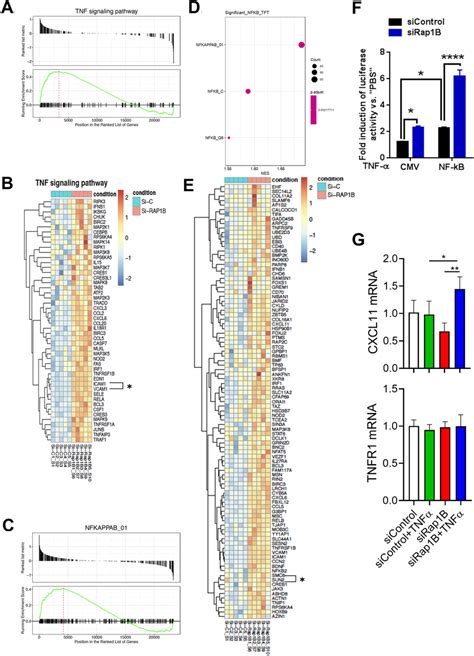 Endothelial Rap1b Restricts Tnf α Induced Nf κb Activation And