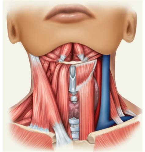 Anterior Neck Muscles Diagram Quizlet