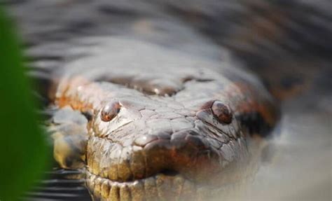 Qual É A Maior Cobra Do Mundo - Veja 13 fotos da maior cobra do mundo, que vive na zona oeste de São ...