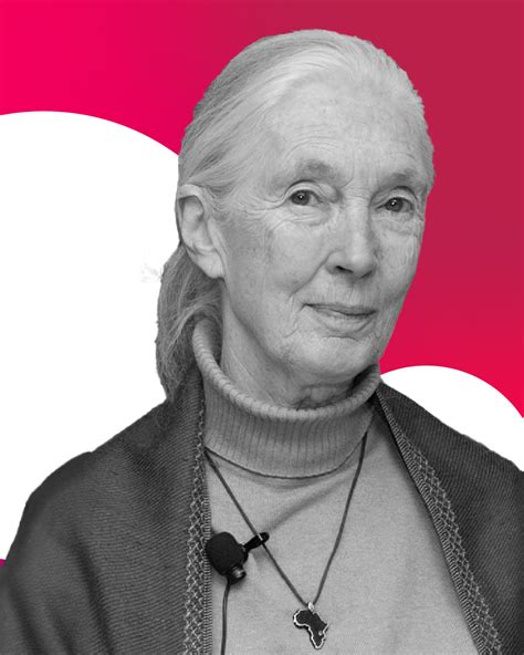 Tu Tarzan Io Jane Jane Goodall La Signora” Degli Scimpanzé