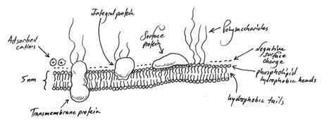 cell membrane simple drawing transport     cells pentti