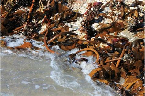 Aotearoas Kelp Forests At Risk Study Shows