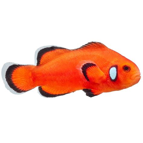 ORA Naked With Dots Ocellaris Clownfish Live Aquaria Supply