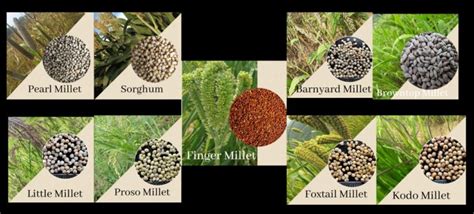 Miracle Millets - Introduction and 11 types of Millets