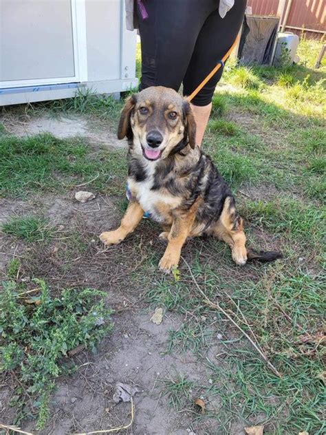 Robin Rüde 4 Monate Mischling Hunde in Not Welpen kleine Hunde