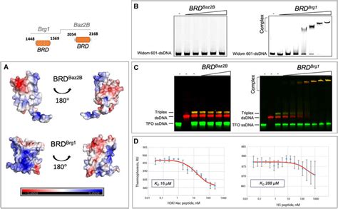 Bromodomain Of Baz2b Interacts With Acetylated Histone Tails But Not Download Scientific