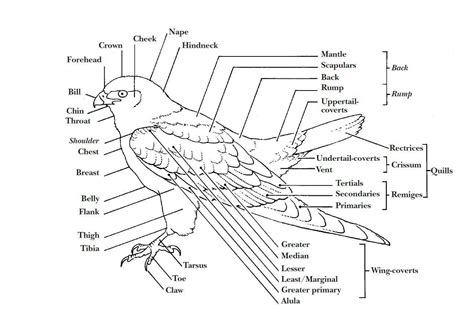 Bird anatomy : r/Ornithology