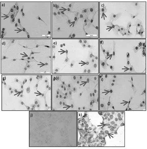 The Presence Of Apoptotic Cells In The Mcf 7 Cell Line After The Download Scientific Diagram