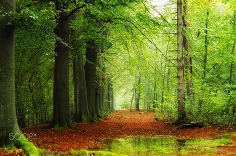 A Rainy Day In The Forest Scene In The Forest On A Rainy Day In