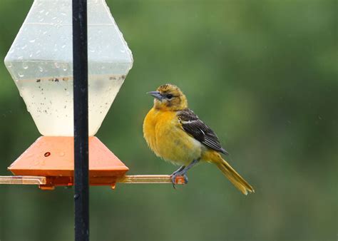 Orchard Oriole Vs Baltimore Oriole How To Tell The Difference