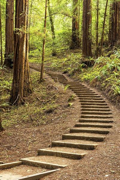 Steps Up Through Redwoods Muir Woods National Monument