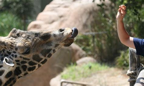 Giraffe Feeding Time - Communicate Science