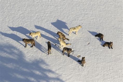 Sin protección federal los lobos de Yellowstone están siendo diezmados