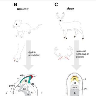 Salamander limb regeneration. (1) Following amputation, epidermal cells ...