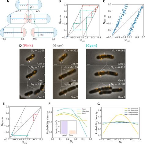 白凡课题组与合作者在nature Communications发文揭示细菌细胞壁生长定量规律 生物通