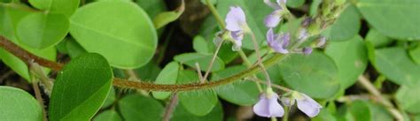 Desmodium ses propriétés bienfaits et son utilisation