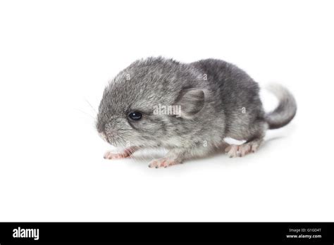 Black Baby Chinchillas