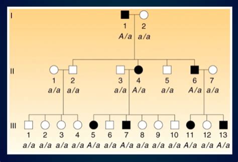 Human Pedigrees Flashcards Quizlet