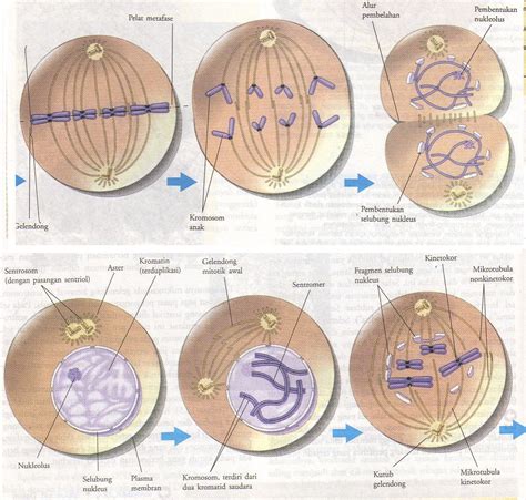 Gambar Fase Fase Pembelahan Mitosis Guru