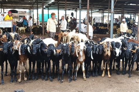 Governor Sindh Announces Free Goats To Those In Need On Eidul Adha 2024