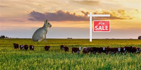 Farmland Ranching In Argentina