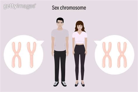 Sex Chromosome Structure Male And Female Biological Study Chromosome