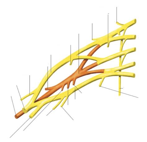 Plexus Brachialis Diagram Quizlet