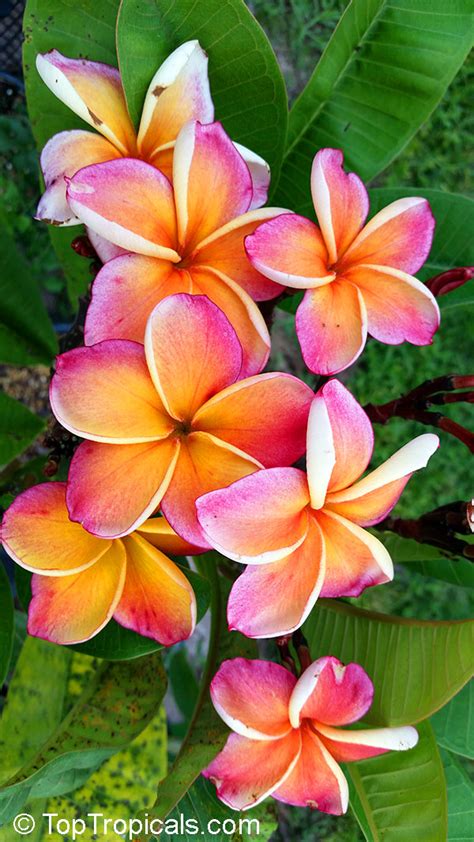 Plumeria Rubra Yellow Plumeria Acutifolia Frangipani Temple Tree Calachuchi