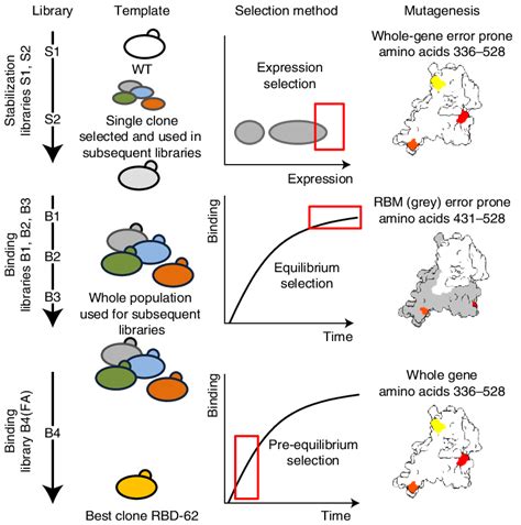 Sars Cov2 Rbd In Vitro Selection Six Consecutive Libraries Were