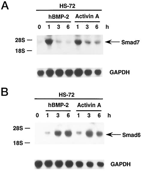 Differential Inhibition Of Smad And Smad On Bone Morphogenetic