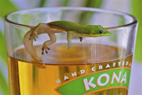 Gecko vs Lizard - Difference and Comparison | Diffen