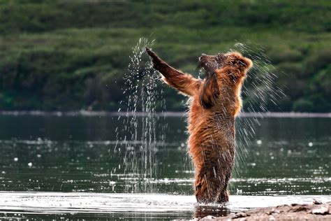 Sergey Gorshkov