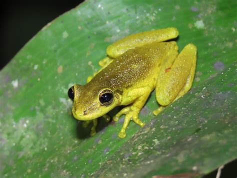 Red Snouted Tree Frog From Madre De Dios Pe On September At