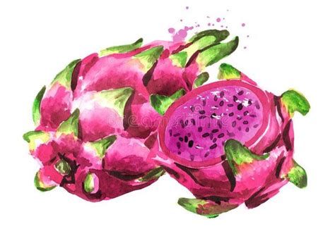 Pin By Alma On Clip Art Dragon Fruit Drawing Fruits Drawing Fruit Art