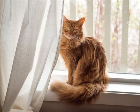 Somali Cat: Personality and Care - My Animals