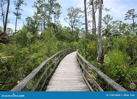 Corkscrew Swamp Sanctuary stock photo. Image of board - 124018600