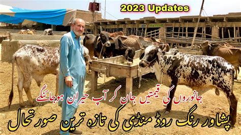 Peshawar Ring Road Cow Mandi Latest Updates 2023 Maweshi Mandi