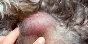 Othématome du chien Comment le soigner causes symptômes