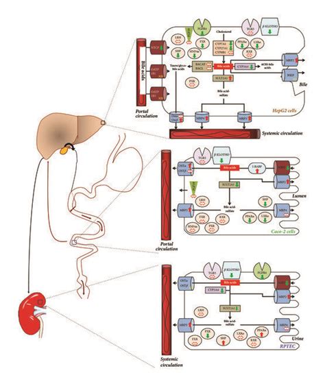 Coordinated Regulation Of Bile Acid Synthesis Transport And