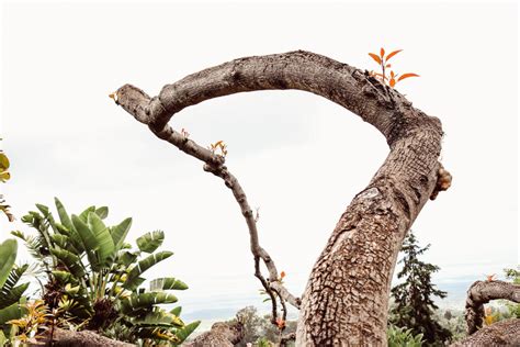 Banco De Imagens Panorama Natureza Floresta Ramo Plantar Madeira