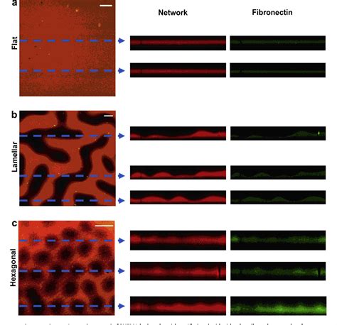 Figure From The Control Of Stem Cell Morphology And Differentiation