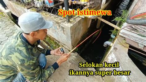 Mancing Di Selokan Kecil Ikannya Besar Semua Youtube